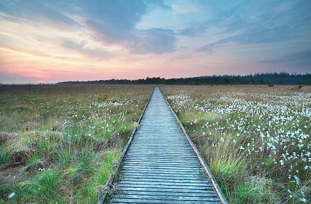 istock wooden path on marsh with cotton grass 540392874