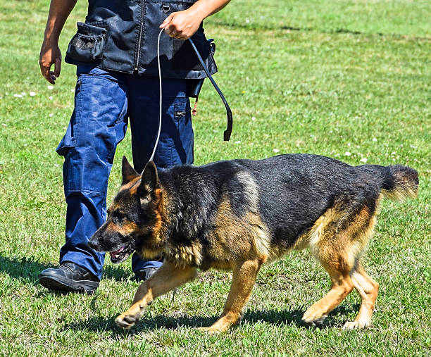istock Police man with his dog 540394220