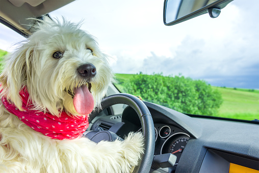 Dog driving a steering wheel in a car, cute