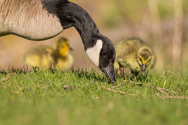 istock Goose family in spring 540395416