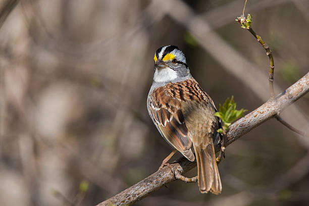 istock Male White-throated Sparrow 540396096
