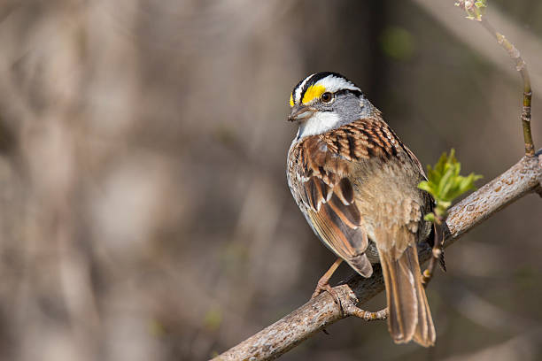 istock Male White-throated Sparrow 540396176