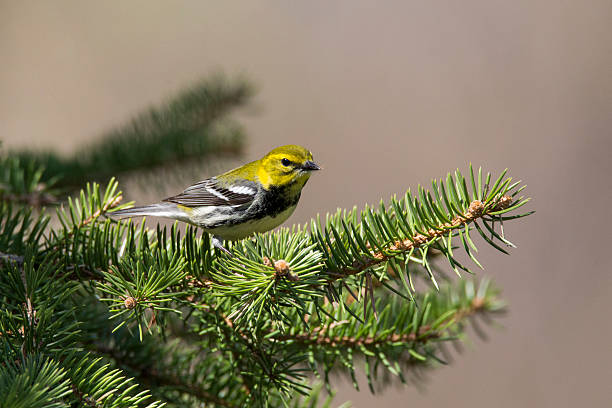istock Black-throated green warbler in spring 540396296