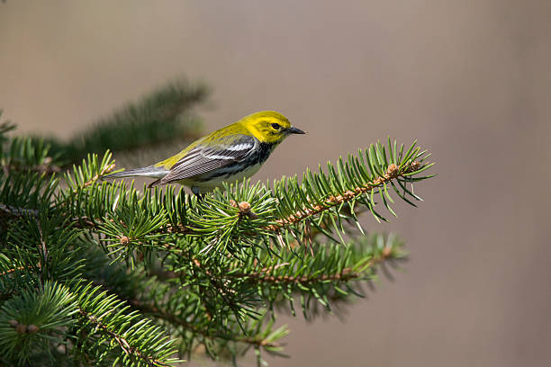 istock Black-throated green warbler in spring 540396384