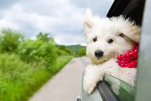 Dog enjoying a ride with the car, cute