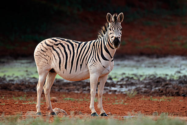 istock Plains Zebra in natural habitat 540397784