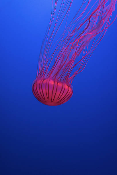 Jellyfish in deep sea, underwater life