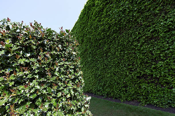 Heart-shaped topiary in a garden with a house in the background.