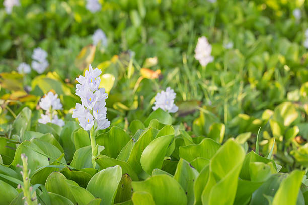 istock Jumbo Water Hyacinth 540399122