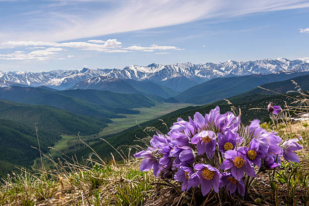 Beautiful floral background with blue flowers snowdrops close up, growing in the highlands on the background of snowy mountains, valleys, blue sky and clouds