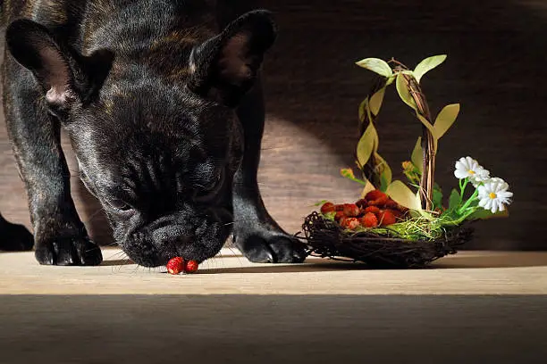 Photo of Most dog eats wild strawberry