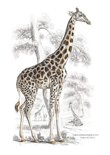The Naturalist Library by Sir William Jardine VolXXI Mammalia (Deer, Antelope, Camels)