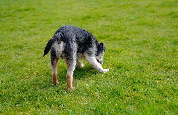 istock Old Terrier dog seen playing in a park 540403022