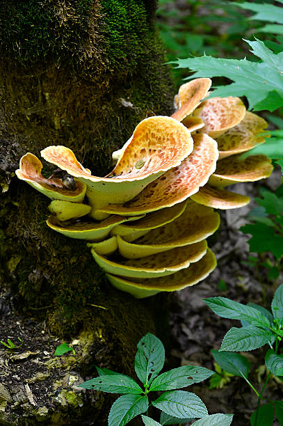 istock Mushroom Polyporus squamosus, growing on a tree (Polyporus Squamosus) 540404010