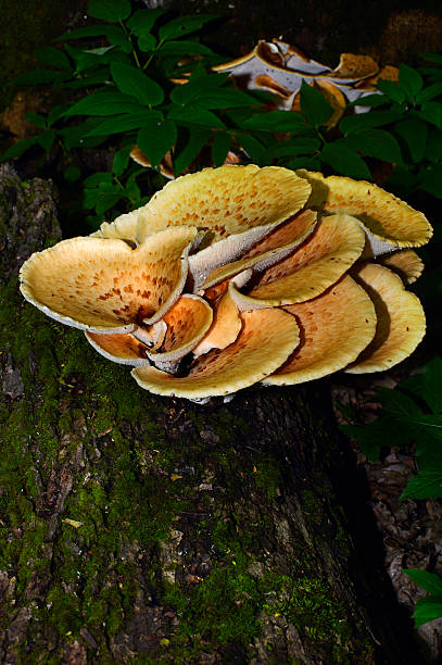 istock Mushroom Polyporus squamosus, growing on a tree (Polyporus Squamosus) 540404104