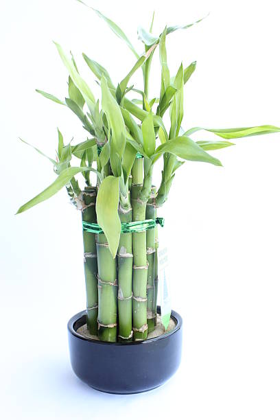istock Lucky Bamboo with fresh leaves 540404712