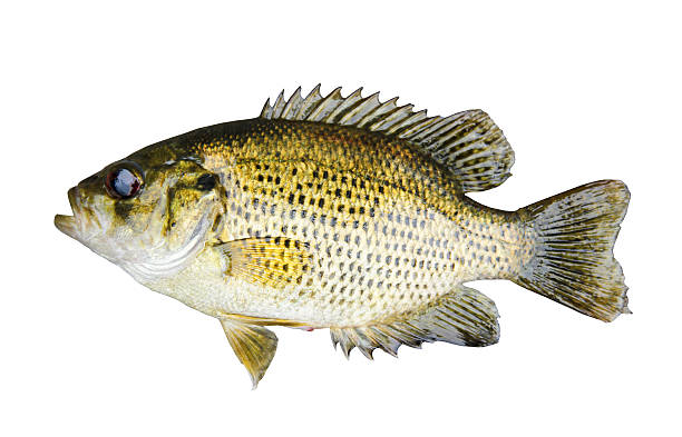 istock Rock Bass (Ambloplites Rupstris) isolated over a white background 540404756