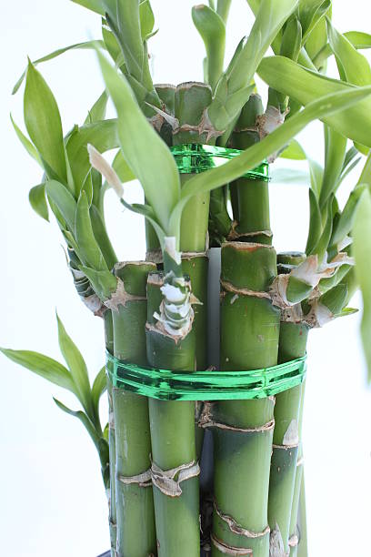 istock Green Leaves of Bamboo 540404816