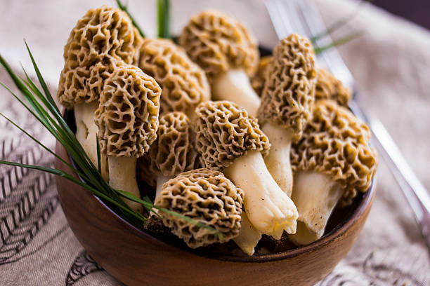 고급 요리, 곰보 버섯 버섯 - 끈적버섯과 뉴스 사진 이미지