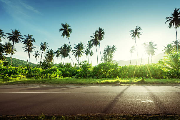 istock empty road in jungle of Seychelles islands 540405478