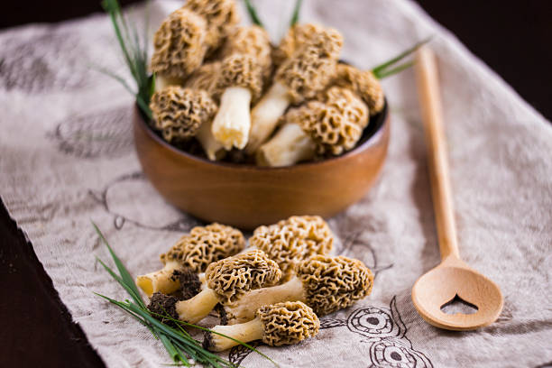 고급 요리, morchella 라 esculenta, 곰보버섯 - 끈적버섯과 뉴스 사진 이미지