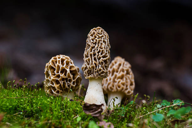 마법 모렐 - 끈적버섯과 이미지 뉴스 사진 이미지
