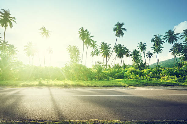 istock empty road in jungle of Seychelles islands 540405690
