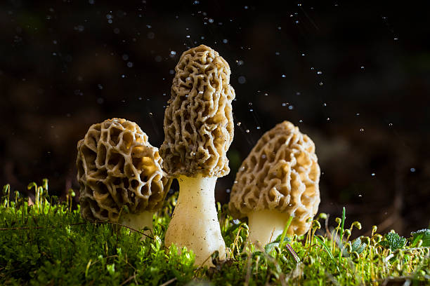 마법 모렐 - 끈적버섯과 뉴스 사진 이미지