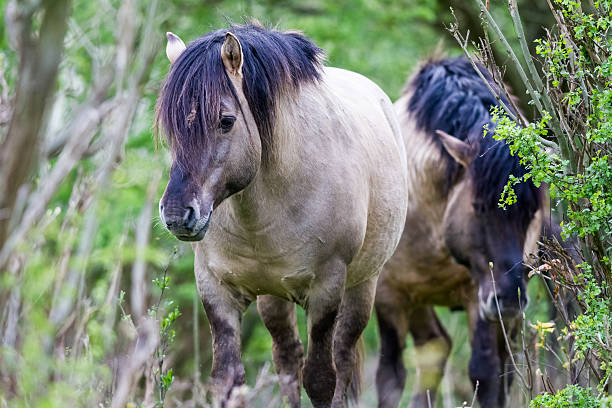 istock Konikhorse on the field 540405778
