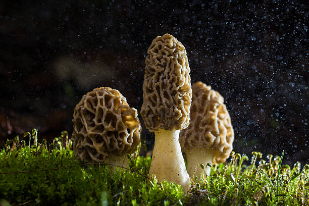 마법 모렐 레인 - 끈적버섯과 이미지 뉴스 사진 이미지