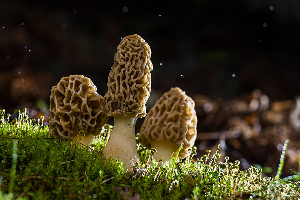 마법 모렐 레인 - 끈적버섯과 이미지 뉴스 사진 이미지