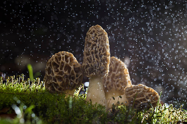 마법 모렐 레인 - 끈적버섯과 뉴스 사진 이미지