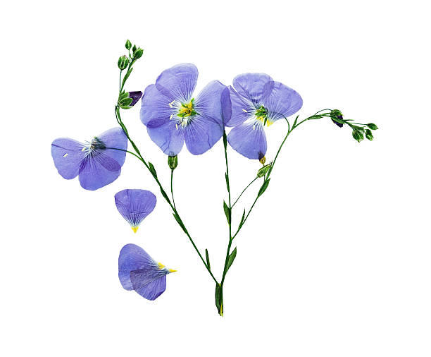 istock Pressed and dried delicate blue flower flax. 540406110