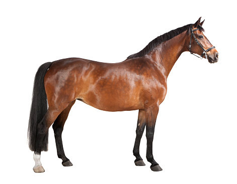a brown horse in studio against a white background, isolated