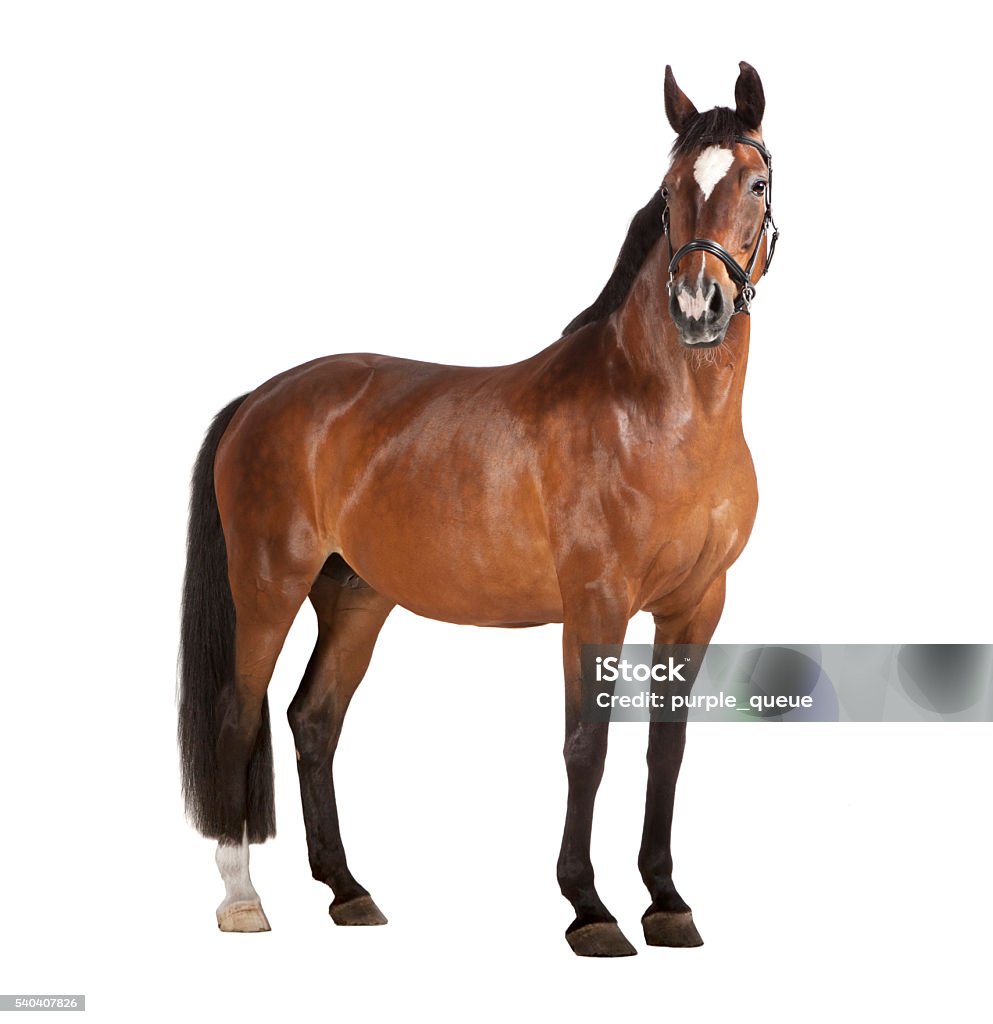 Caballo fondo blanco - Foto de stock de Caballo - Familia del caballo libre de derechos