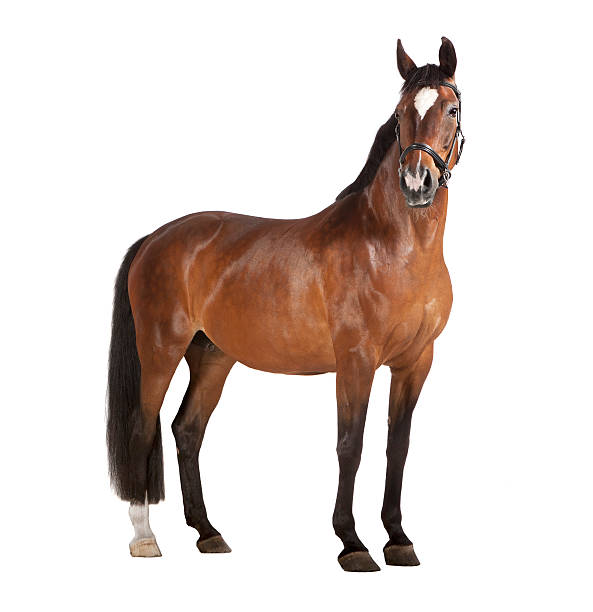Horse white background a brown horse in studio against a white background, isolated horse family photos stock pictures, royalty-free photos & images