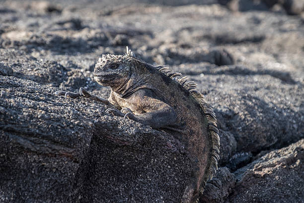 istock Galapagos iguana perched on grey lava rocks 540407998
