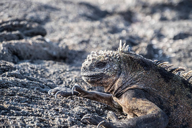 istock Sleepy Galapagos iguana on lava rocks 540408720