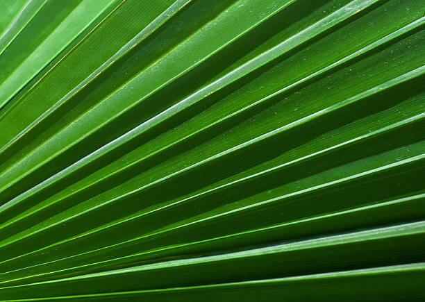 feuille de palmier - chlorophyll striped leaf natural pattern photos et images de collection