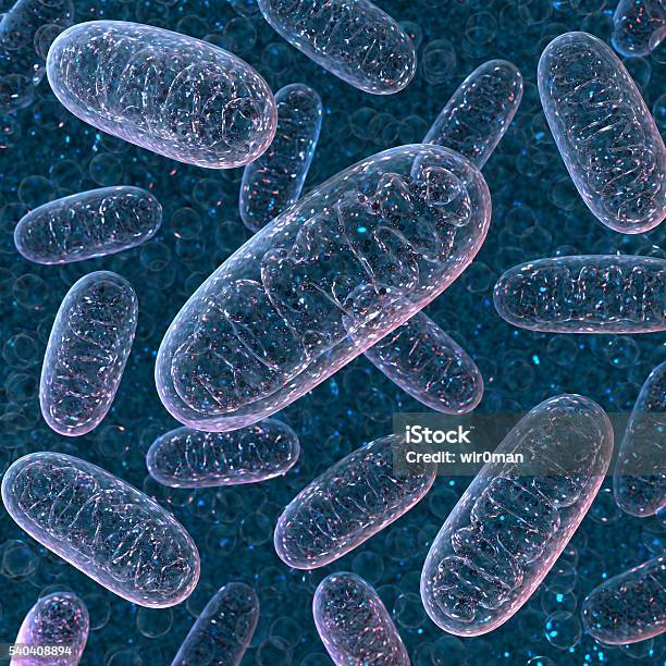 Mitochondrium Representación En 3d Foto de stock y más banco de imágenes de Mitocondrio - Mitocondrio, Trifosfato de adenosina, Biología
