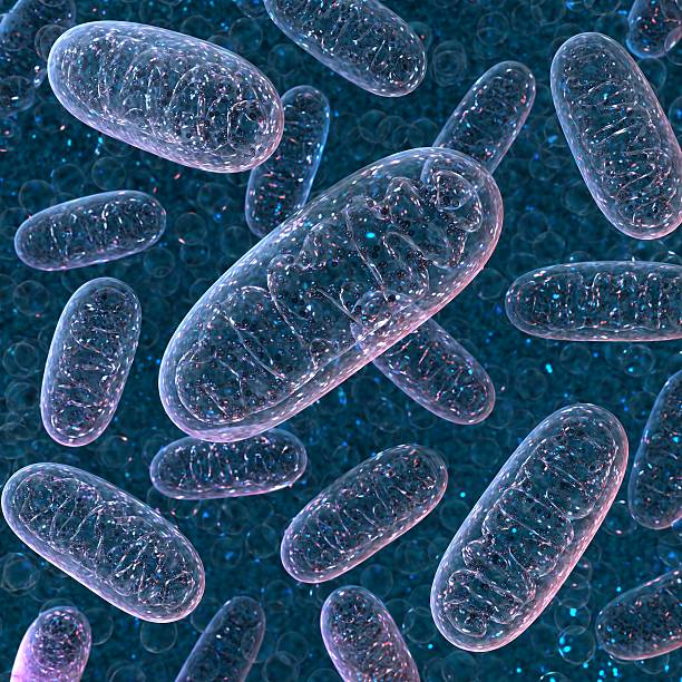 mitochondrium. renderowanie 3d. - nucleolus zdjęcia i obrazy z banku zdjęć