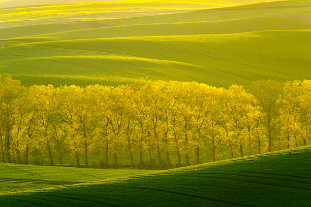 istock Green wavy hills in South Moravia 540408918