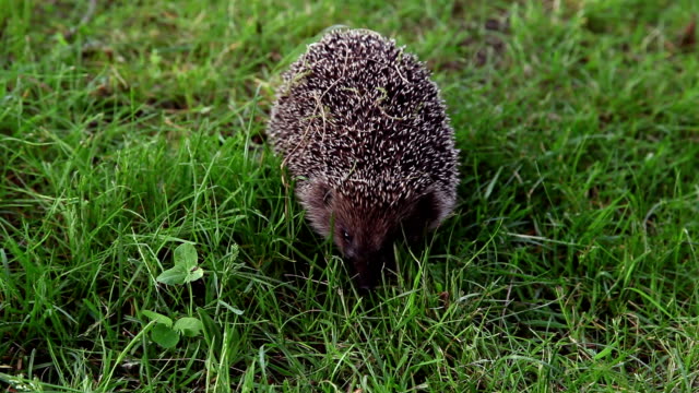 Hedgehog hunting for insects