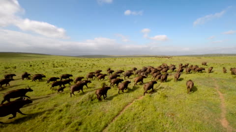 Chasing the herd across the plain