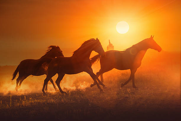 istock Three brown horse run on the sunset background 540487566