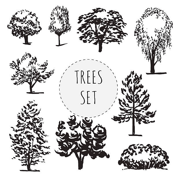 ein satz von verschiedenen handgezeichnet bäume - leaf white background beech leaf branch stock-grafiken, -clipart, -cartoons und -symbole