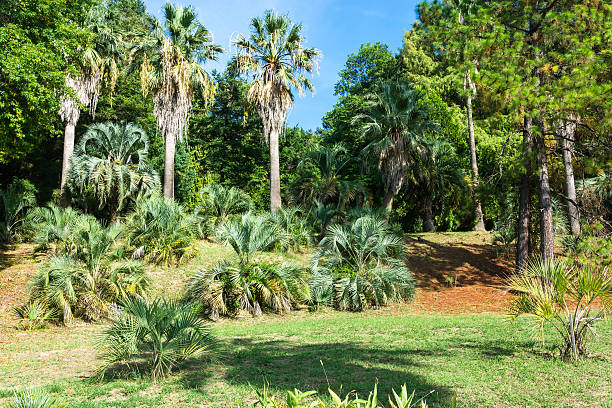 In the Park-the arboretum of Sochi city on a Sunny autumn day.