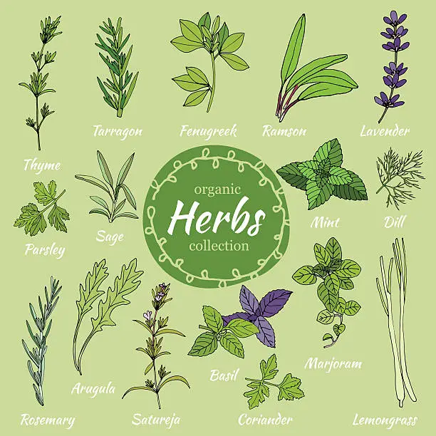 Vector illustration of Set of hand draw herbs for food and cosmetic.