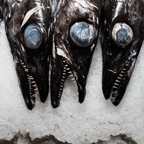 black-scabbard-fish-on-ice-