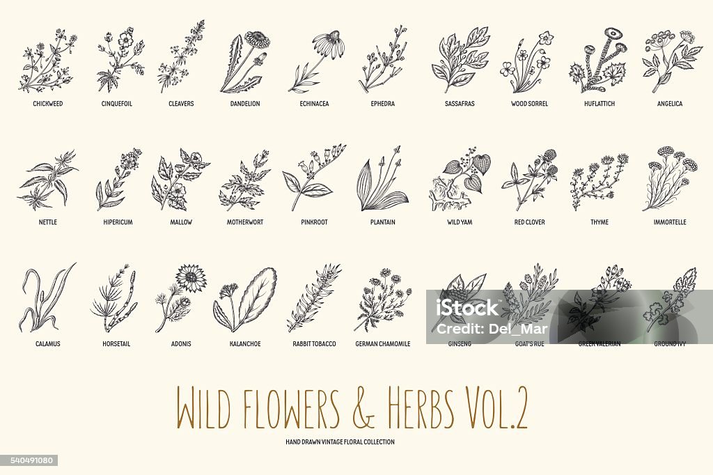 Wild flowers and herbs hand drawn set. Volume 2. Vintage Wild flowers and herbs hand drawn set. Volume 2. Botany. Vintage flowers. Vector illustration in the style of engravings. Herbal Medicine stock vector